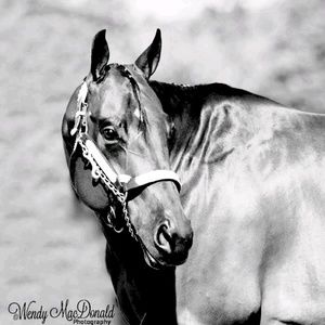 Meet your Posher, Joe